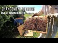 S04E17 | Changement de reines, ça commence, avec une bourdonneuse | LRSG #apiculture