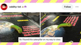 The Chicken Nugget Saga