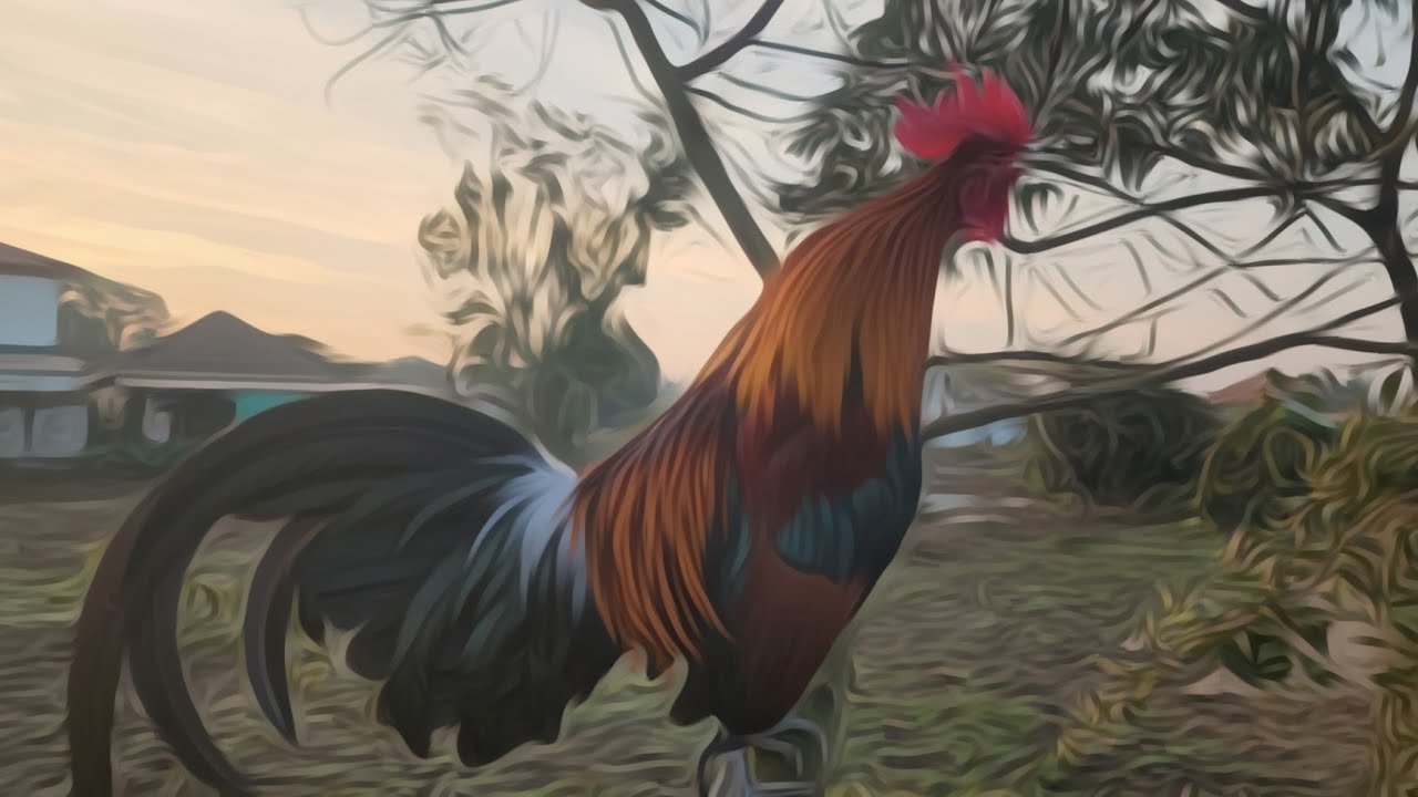 ✅️Ep:5 อัพเดทลูกผสมไก่ต่อของผมนะครับตัวนี้ผมชอบมากๆเลยครับขอกดไลค์กดติดตามให้นะครับ