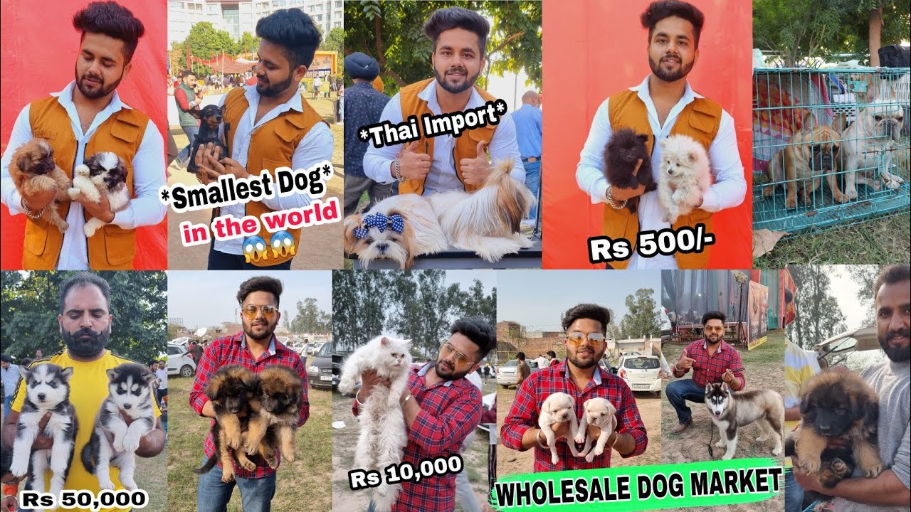 Cheapest Dog Market Outside Dog Show in Chandigarh (Labrador , Bulldog