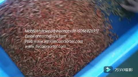 Shrimp color sorter