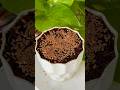 Flax Seed Timelapse 🌱 || #garden #plants #new #gardening #propagation #flaxseed #shorts