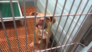 Lost of dogs at PCAS   free adoptions too on over 4 months 003