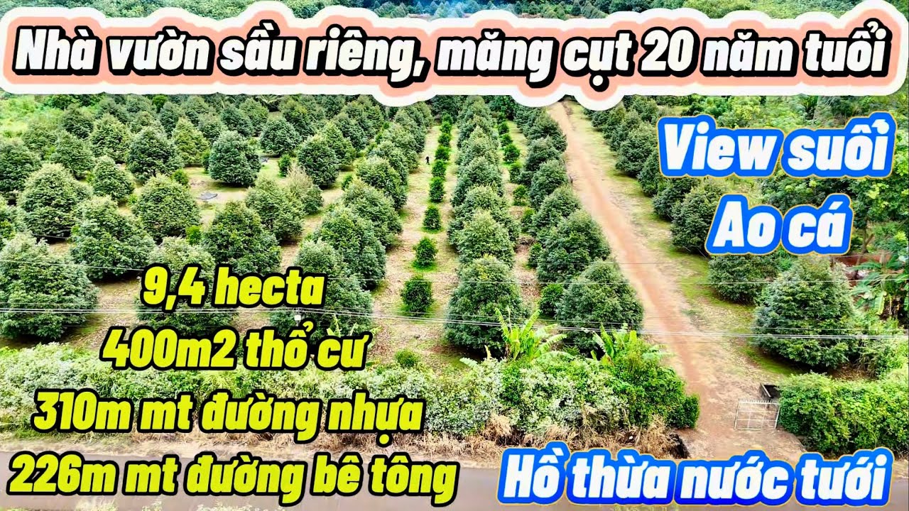 Nhà vườn sầu riêng măng cụt. 9,4 hec, 400m thổ cư. 310m mt đường nhựa. View suối, nước dồi dào