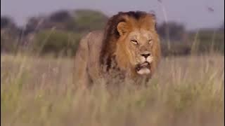 A Python Attacks a Lion