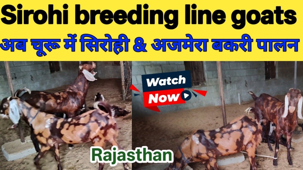 Churu Farm सिरोही और अजमेरी नस्ल की शानदार बकरी।। Goat farming business in India ...