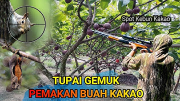 BERBURU TUPAI PERUSAK BUAH KAKAO BELAKANG RUMAH