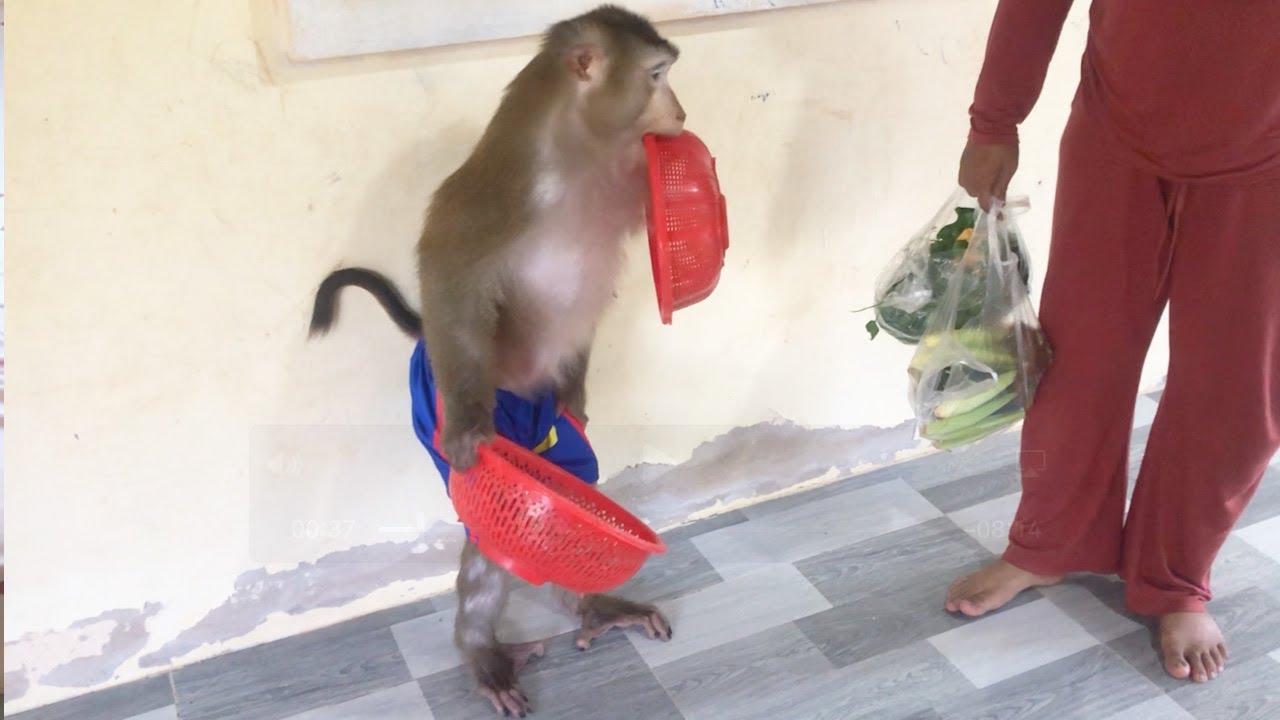 Smart Jason Diligent Run Errand Welcome Mom To Cook Dinner