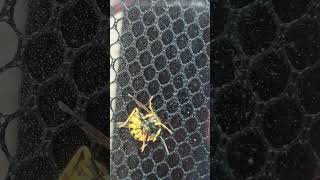 Cute honey bee got stuck. thottilbrothers fun littlethingsinlife shorts