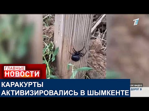 КАКИЕ СИМПТОМЫ ПРИ УКУСЕ ОПАСНОГО ПАУКА - КАРАКУРТА?