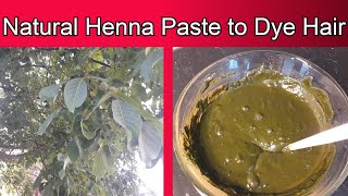 Perfect Henna Paste For Silky Smooth Hair I बालों की देखभाल के लिए मेंहदी I الحناء للعناية بالشعر Perfect Henna Paste For Silky Smooth Hair I बालों की देखभाल के लिए मेंहदी I الحناء للعناية بالشعر
