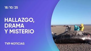 Flash 26 Orcas Muertas En Tierra Del Fuego