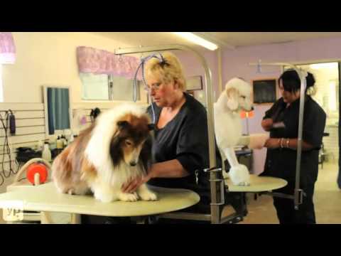 allen's-pet-resort-|-grooming-|-boarding-|-lodi,-california