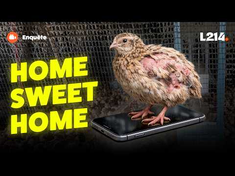 Élevage qualité Carrefour 👉 Une caille vit sur la surface d’un smartphone (si, si !)