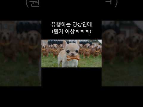 강아지 메가크루 찌기대기 버전 (이게맞아!?ㅋ) #유행영상 thumbnail