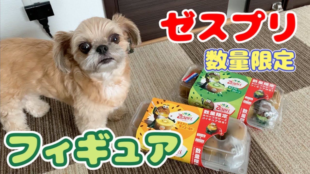 ゼスプリ キウイブラザーズのフィギュアを見つめる犬 チワワ シーズー Youtube