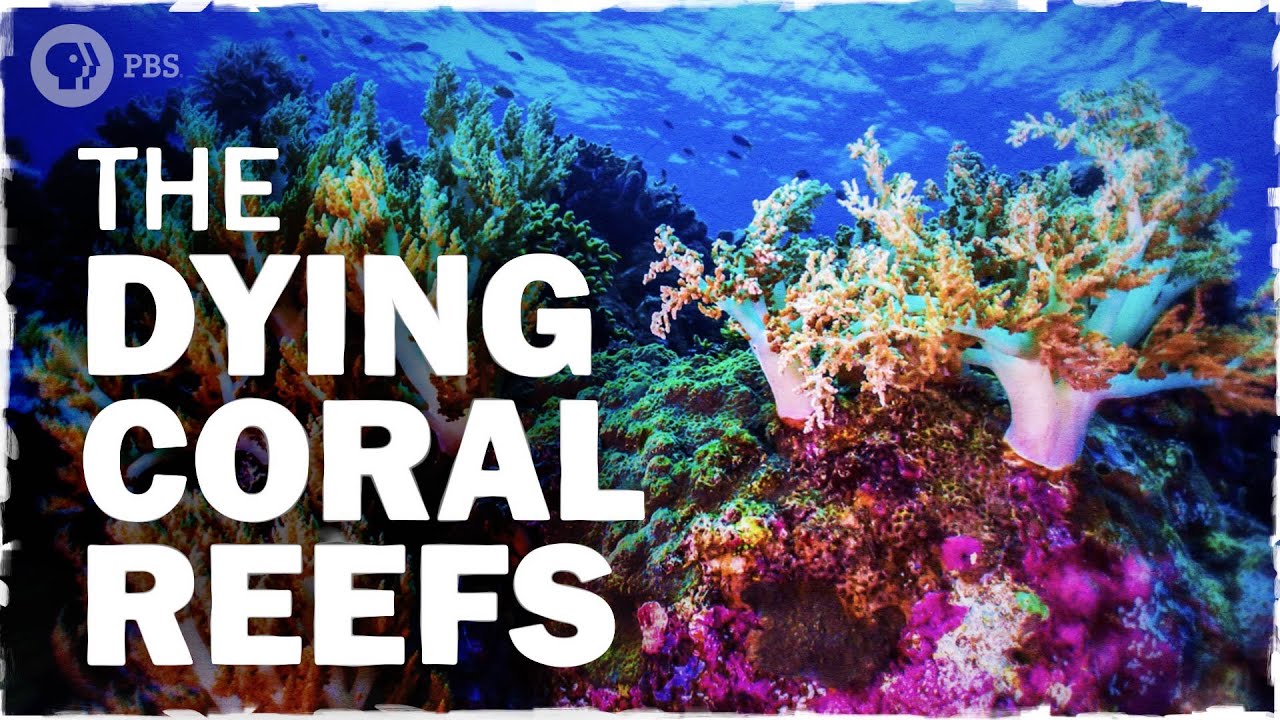 How Do Currents Help Coral Reefs?