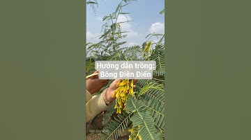 Hướng dẫn trồng: Hạt giống Bông Điên Điển Rạng Đông #hatgiongrangdong #farming #rangdongseeds