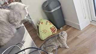 How Chloe the cat flirts with Bonik the cat