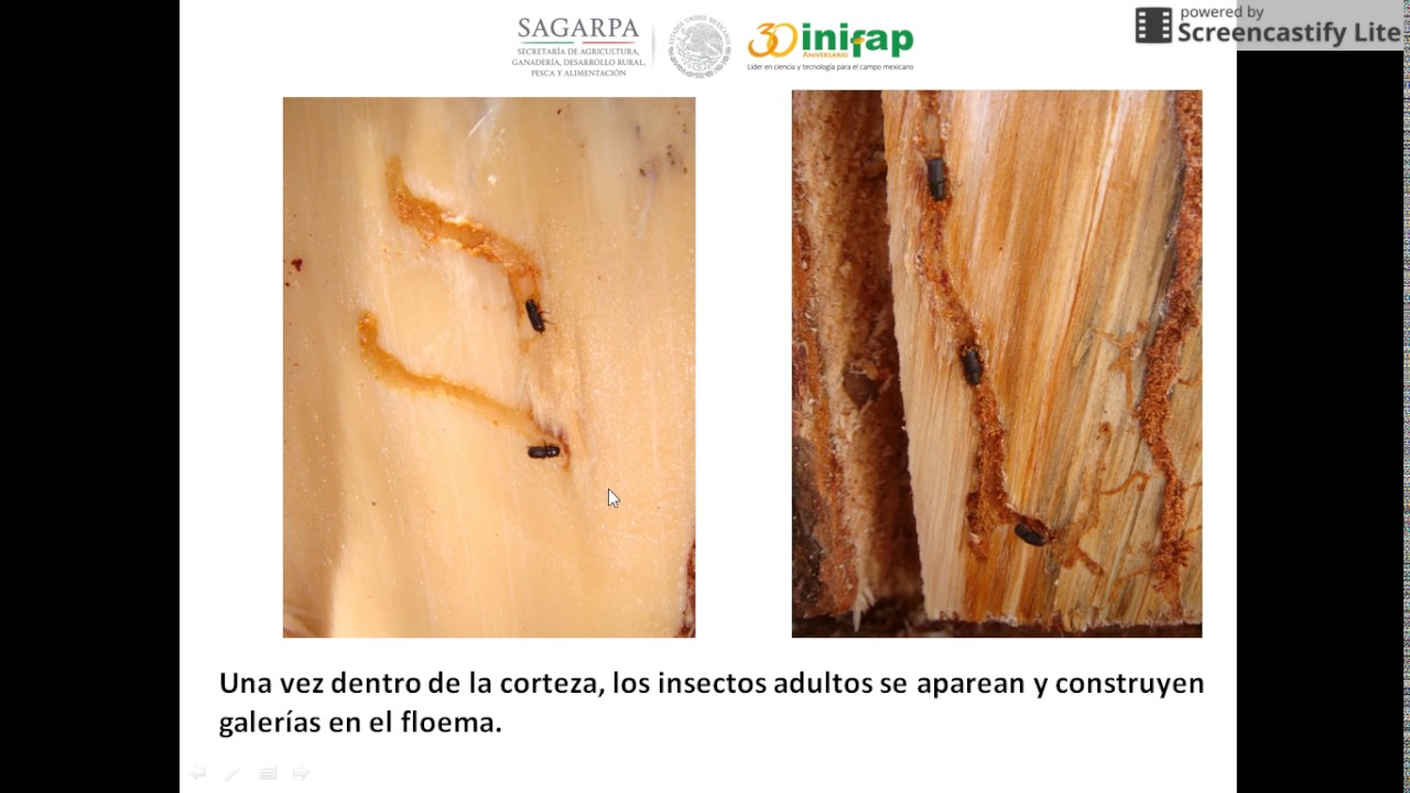 Biología de insectos descortezadores de coníferas: Parte II