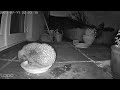 Hedgehog mating