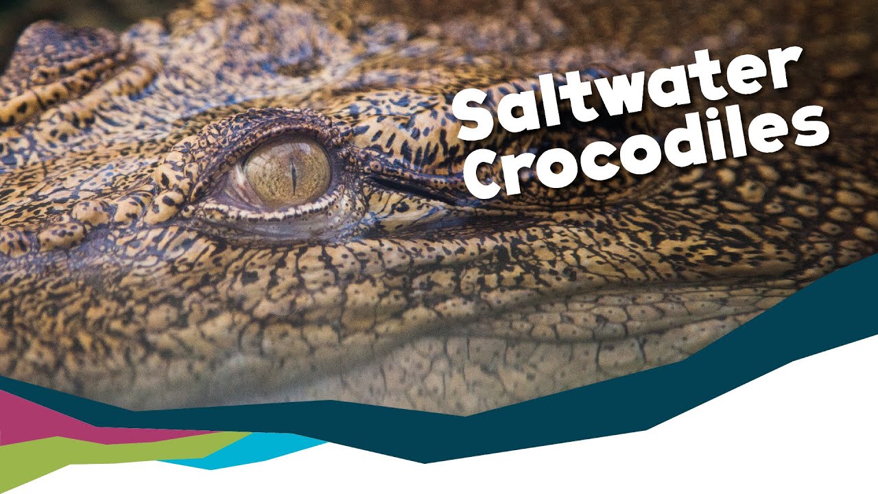 That's One Big Crocodile! [Paignton Zoo]