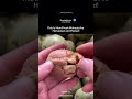 How Fresh Walnuts Are Peeled – You’ve Never Seen This!