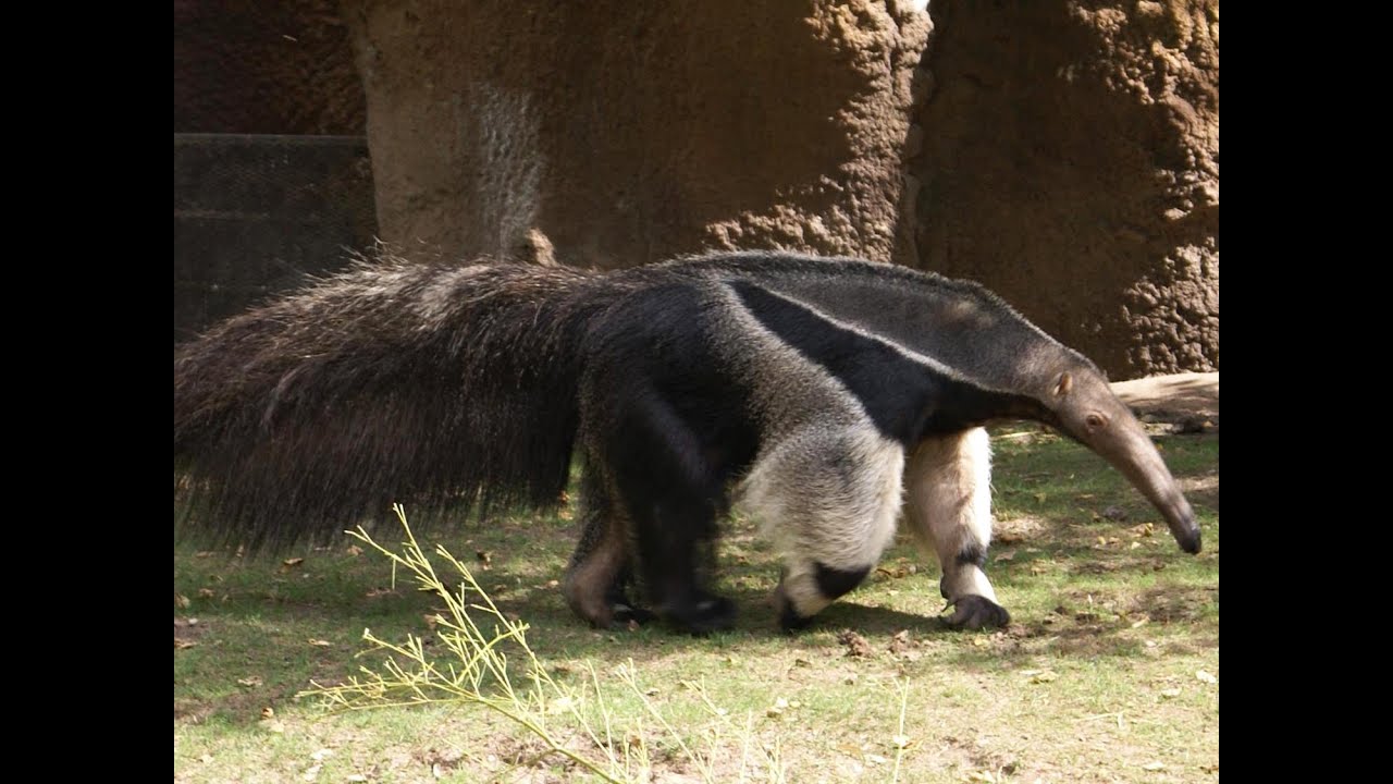 Image result for giant anteater