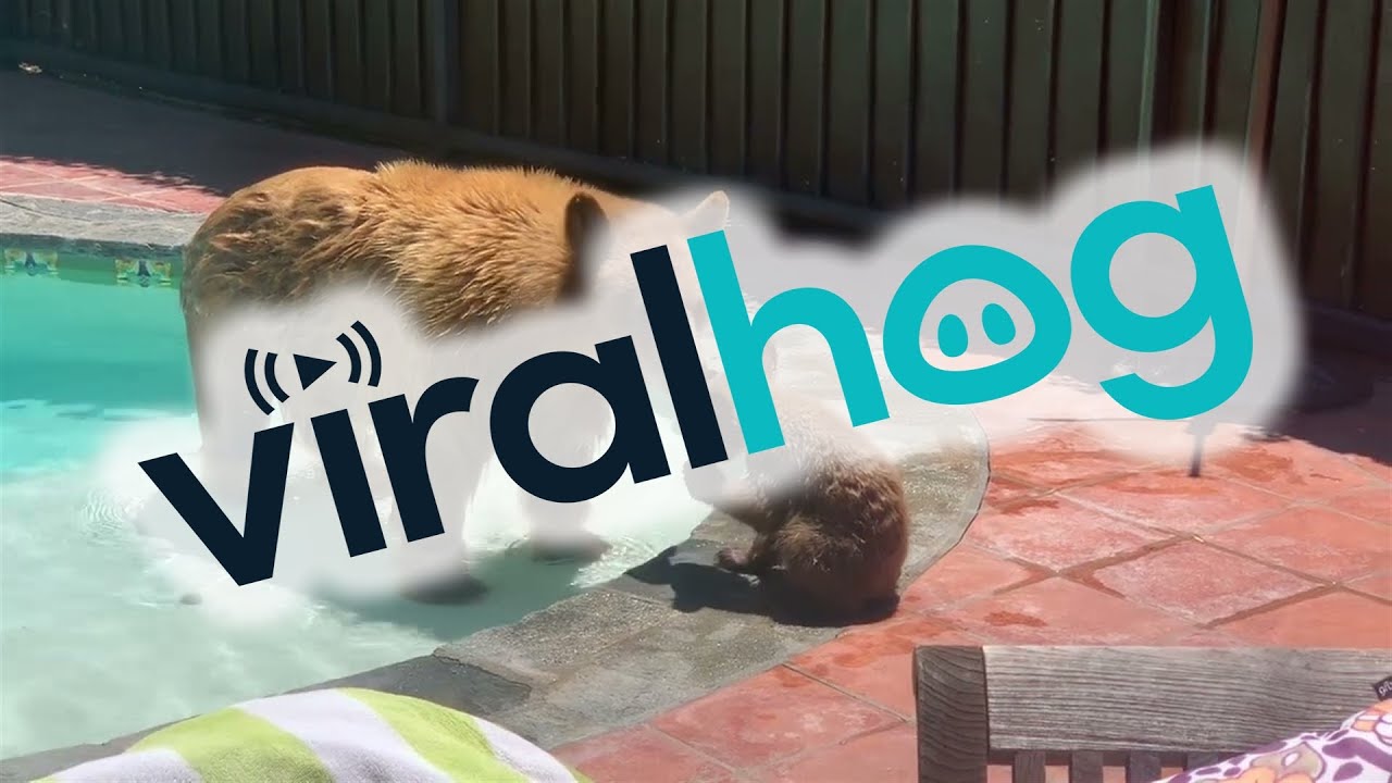 Mama Bear and Cub Use My Pool || ViralHog - YouTube