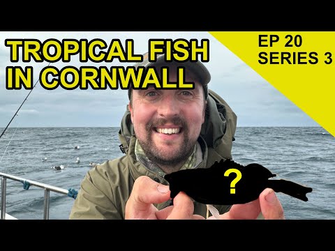 Catching My 100th UK Fish Species : Species Hunt (EP 60)