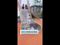 @Hangzhou Dog Cat Ning (O58026527) Hahaha 😂 Do you want to play? #CutePets #Pets #Puppies