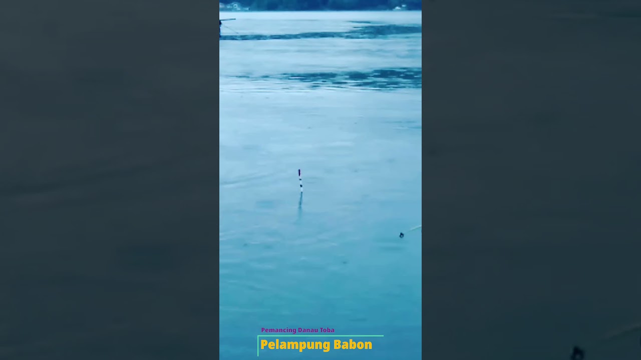 IKAN NILA DANAU TOBA MAKAN UMPAN PELET SAMPAI PELAMPUNG BEGINI🔴 