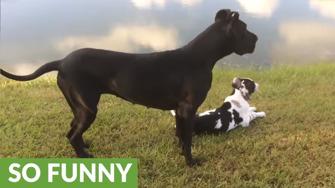 Adopted Great Dane teaches puppy to do zoomies YouTube