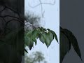 힐링 빗소리 뮤직 Healing rain sound, music 백색소음 ASMR | rain sounds