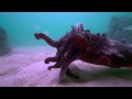 Cuttlefish eats fish alive.