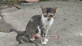 Kucing Kucing Gemesin | Funny Cat Kucing Liar Kucing Meong Anak Kucing
