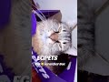 #egpetsxlscratchbox #catlover #catsmoms Celebrate Cats with the Perfect Gift