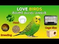 "Budgie Care✅ Tips Every Owner Should Know | Pet Pouch | Telugu #love #lovebirds #budgies #birds