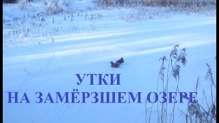 Утки на замёрзшем озере /Ducks on frozen lake