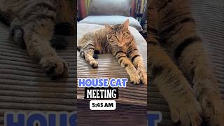 House Cat Meeting - The Problem with Pranks - You Won’t Believe What Typo Did This Time…