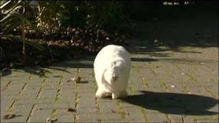 The Relaxed Rabbit: Massage Techniques for Your Companion Rabbit