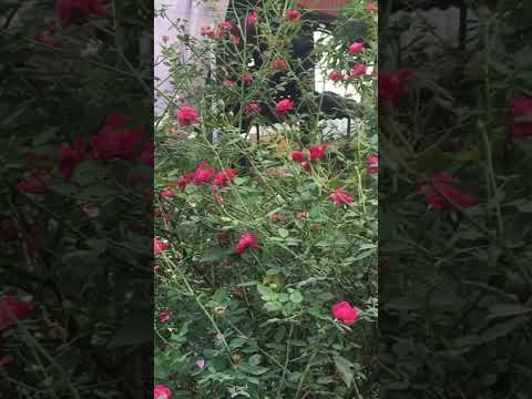 Video Hoa hồng cổ Huế và quế son có gì khác nhau… - youtube