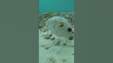 Cá ốc Mariana – Bí ẩn sinh vật sống sâu nhất hành tinh   1