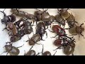 カブトムシフェスタ2022 A large number of Japanese rhinoceros beetles 【カブトムシ・クワガタムシ】