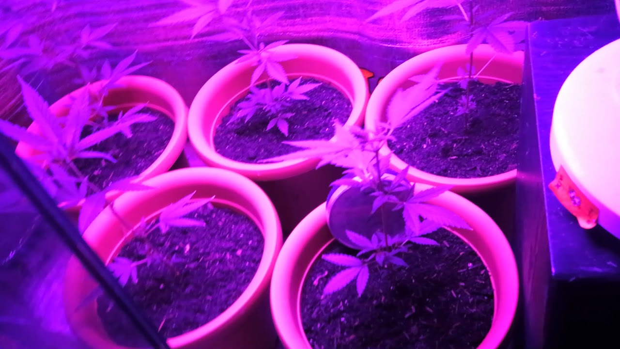 Sensi skunk Stecklinge