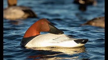 Captain Harry Jobes Resting Canvasback Decoy