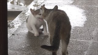 Orphan Kitten Punte is back for playing with its friend kittens by Kitten meow 117 views 2 years ago 14 minutes, 48 seconds