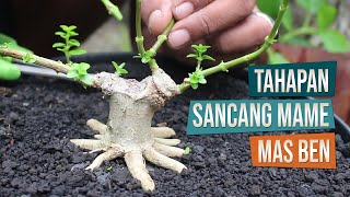 Download Lagu Tahapan Membuat Bonsai Sancang Mame Bersama Mas Ben MP3