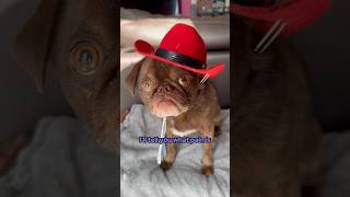 “I’ll hit it ONE time” 🤣 #funny #pug #tiktok #comedyshorts #cute ib Jason banks