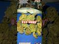 SpaceCake LightAssist THCA KING #thcaking #thcareview #thcaflower